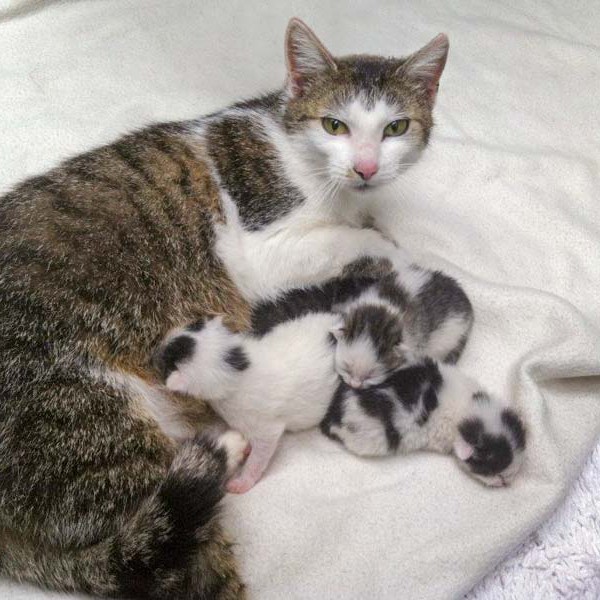Kätzin Schnurrchen mit ihren 4 Babies Kätzin Schnurrchen mit ihren 4 Babies / © 2014 Arche KaNaum (DN)