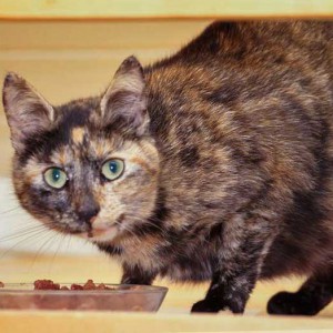 Kätzin Schnute Kätzin Schnute / © 2014 Arche KaNaum (DN)