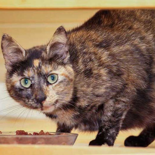 Kätzin Schnute Kätzin Schnute / © 2014 Arche KaNaum (DN)