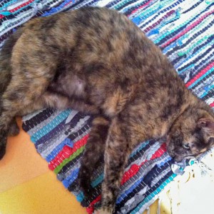 Kätzin Schnute kurz vor der Geburt ihrer Babies Kätzin Schnute kurz vor der Geburt ihrer Babies / © 2014 Arche KaNaum (DN)