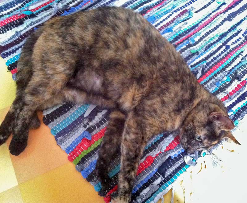 Kätzin Schnute kurz vor der Geburt ihrer Babies / © 2014 Arche KaNaum (DN)