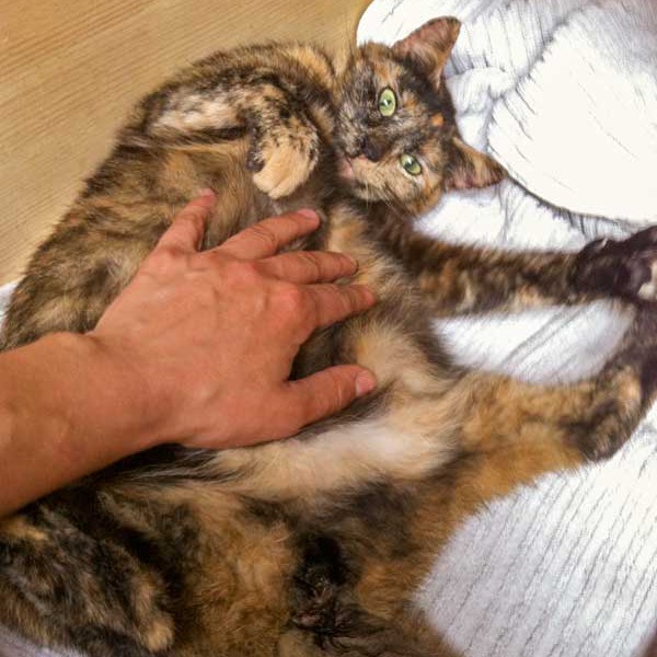 Kätzin Schnute kurz vor der Geburt ihrer Babies Kätzin Schnute kurz vor der Geburt ihrer Babies / © 2014 Arche KaNaum (DN)