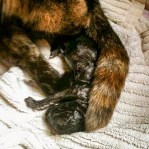 Kater Sir Odin ganz kurz nach seiner Geburt Kater Sir Odin ganz kurz nach seiner Geburt / © 2014 Arche KaNaum (DN)