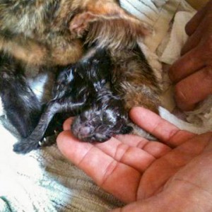 Kater Sir Odin ganz kurz nach seiner Geburt Kater Sir Odin ganz kurz nach seiner Geburt / © 2014 Arche KaNaum (DN)