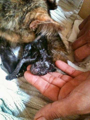 Kater Sir Odin ganz kurz nach seiner Geburt / © 2014 Arche KaNaum (DN)