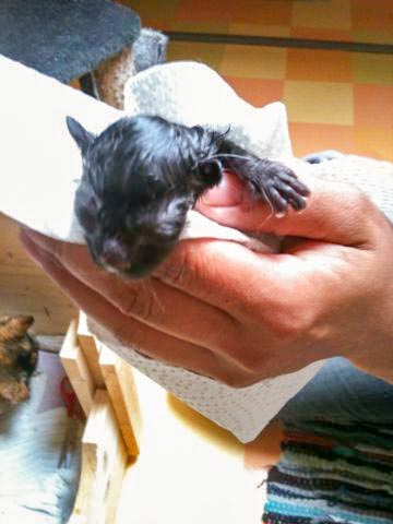 Kater Sir Odin ganz kurz nach seiner Geburt / © 2014 Arche KaNaum (DN)