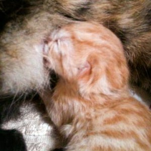 Kater Spencer kurz nach der Geburt / © 2014 Arche KaNaum (DN)