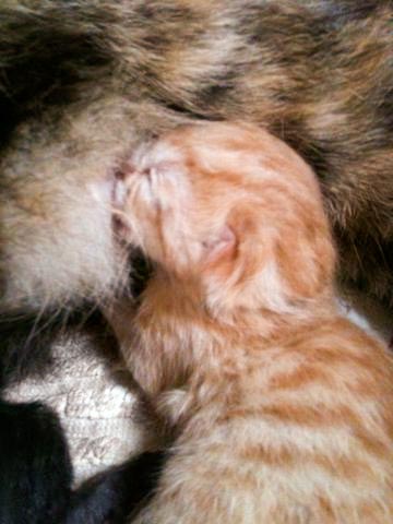 Kater Spencer kurz nach der Geburt / © 2014 Arche KaNaum (DN)