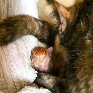 Kater Morgan ganz kurz nach seiner Geburt Kater Morgan ganz kurz nach seiner Geburt / © 2014 Arche KaNaum (DN)