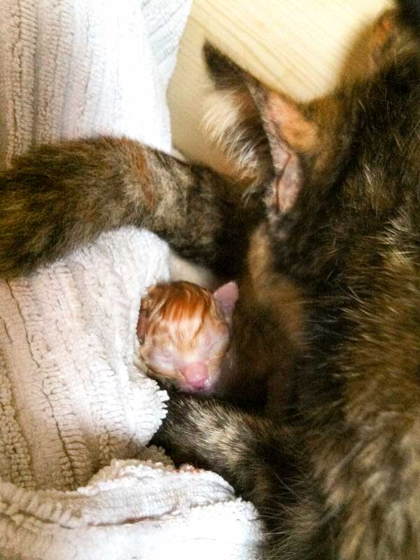 Kater Morgan ganz kurz nach seiner Geburt / © 2014 Arche KaNaum (DN)