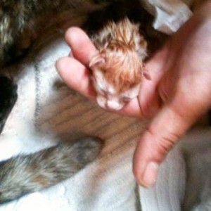 Kater Morgan ganz kurz nach seiner Geburt Kater Morgan ganz kurz nach seiner Geburt / © 2014 Arche KaNaum (DN)