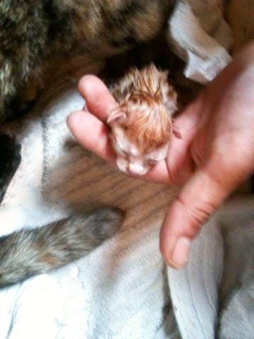 Kater Morgan ganz kurz nach seiner Geburt / © 2014 Arche KaNaum (DN)