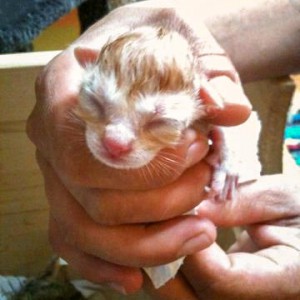 Kater Morgan ganz kurz nach seiner Geburt Kater Morgan ganz kurz nach seiner Geburt / © 2014 Arche KaNaum (DN)