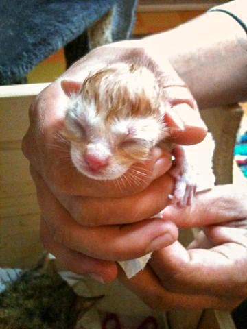 Kater Morgan ganz kurz nach seiner Geburt / © 2014 Arche KaNaum (DN)