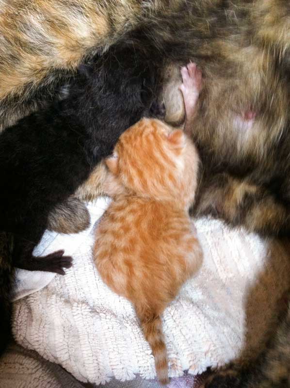 Kater Sir Odin (l.) und Kater Spencer kurz nach der Geburt / © 2014 Arche KaNaum (DN)