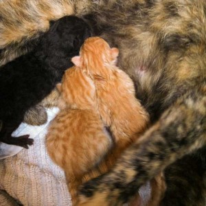 Die drei Katerchen (v.l.) Sir Odin, Spencer und Morgan kurz nach ihrer Geburt Die drei Katerchen (v.l.) Sir Odin, Spencer und Morgan kurz nach ihrer Geburt / © 2014 Arche KaNaum (DN)