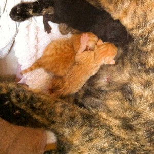 Die drei Katerchen (v.o.) Sir Odin, Spencer und Morgan kurz nach ihrer Geburt Die drei Katerchen (v.o.) Sir Odin, Spencer und Morgan kurz nach ihrer Geburt / © 2014 Arche KaNaum (DN)