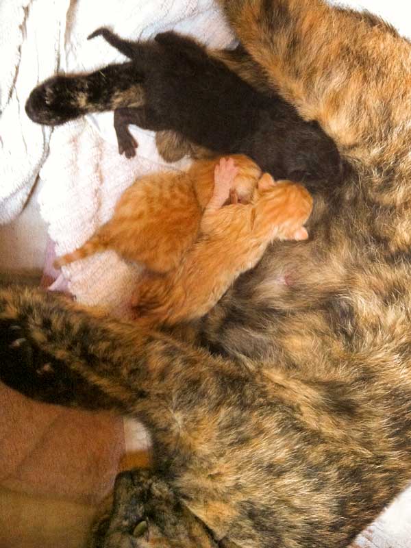 Die drei Katerchen (v.o.) Sir Odin, Spencer und Morgan kurz nach ihrer Geburt / © 2014 Arche KaNaum (DN)
