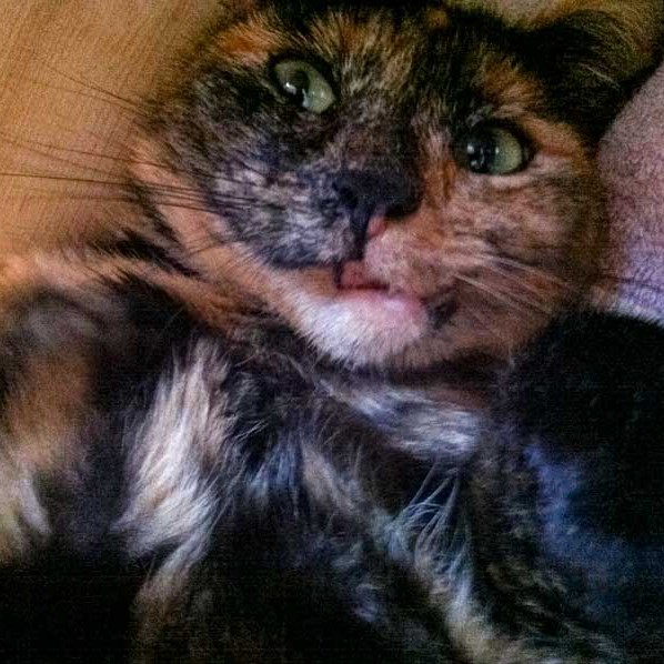 Kätzin Schnute nach der Geburt ihrer Babies – erschöpft, aber glücklich! Kätzin Schnute nach der Geburt ihrer Babies - erschöpft, aber glücklich! / © 2014 Arche KaNaum (DN)