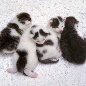 Schnurrchens Babies (v.l.): Marie, Olli, Rudi und Henry / © 2014 Arche KaNaum (DN)