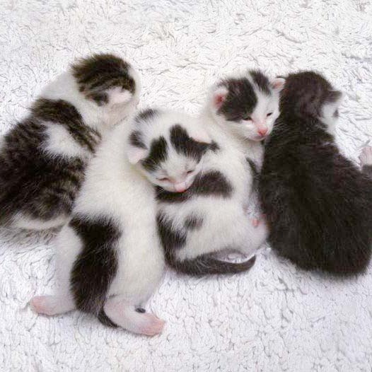 Schnurrchens Babies (v.l.):  Marie, Olli, Rudi und Henry Schnurrchens Babies (v.l.): Marie, Olli, Rudi und Henry / © 2014 Arche KaNaum (DN)