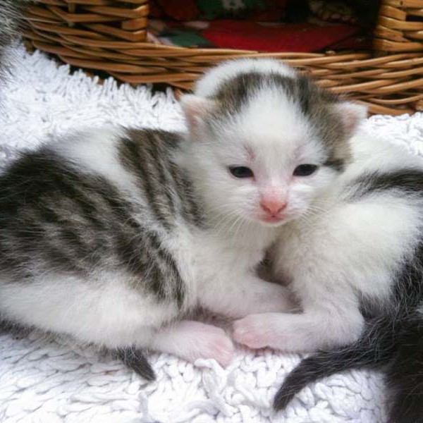 Kätzin Marie Kätzin Marie / © 2014 Arche KaNaum (DN)