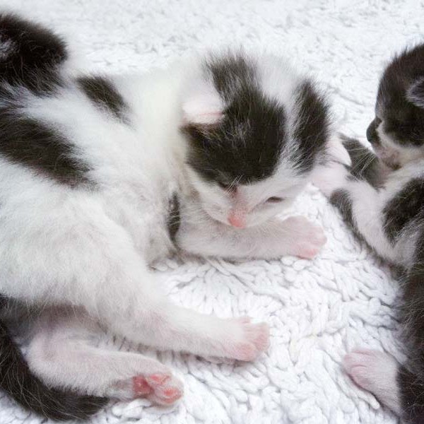 Kater Rudi / © 2014 Arche KaNaum (DN)