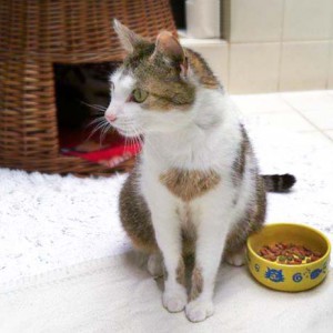 Kätzin Schnurrchen / © 2014 Arche KaNaum (DN)