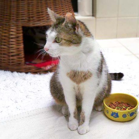 Kätzin Schnurrchen Kätzin Schnurrchen / © 2014 Arche KaNaum (DN)