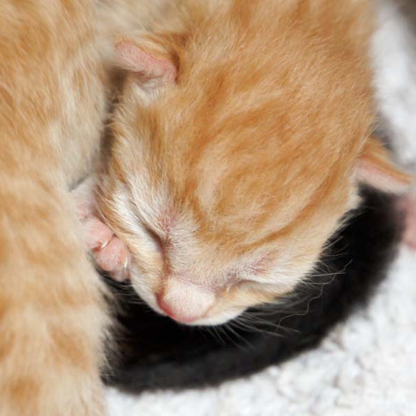 Schnutes Kater-Baby Morgan bzw. Spencer am Tag nach seiner Geburt Schnutes Kater-Baby Morgan bzw. Spencer am Tag nach seiner Geburt / © 2014 Arche KaNaum (DN)