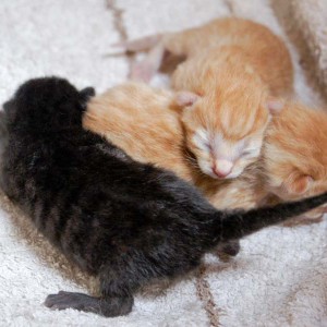 Die Kater-Babies Sir Odin (l.), Morgan und Spencer am Tag nach ihrer Geburt Die Kater-Babies Sir Odin (l.), Morgan und Spencer am Tag nach ihrer Geburt / © 2014 Arche KaNaum (DN)