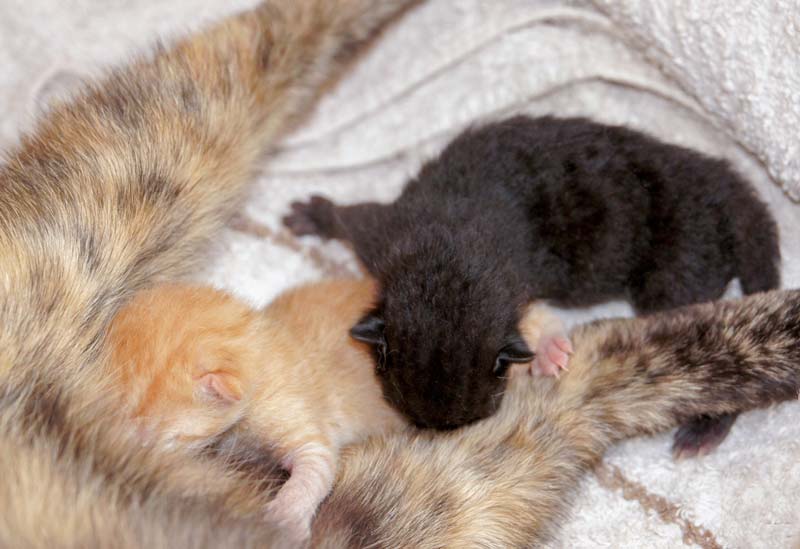 Die Kater-Babies Sir Odin (r.) und Morgan bzw. Spencer am Tag nach ihrer Geburt / © 2014 Arche KaNaum (DN)