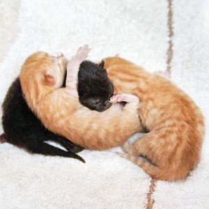 Die Kater-Babies Sir Odin (l.), Morgan und Spencer am Tag nach ihrer Geburt Die Kater-Babies Sir Odin (l.), Morgan und Spencer am Tag nach ihrer Geburt / © 2014 Arche KaNaum (DN)