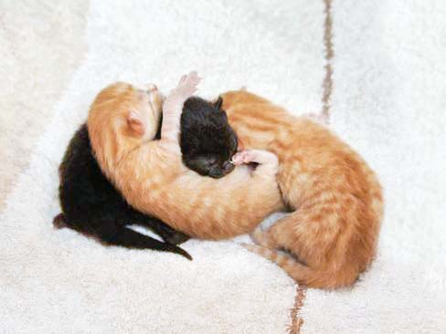 Die Kater-Babies Sir Odin (l.), Morgan und Spencer am Tag nach ihrer Geburt / © 2014 Arche KaNaum (DN)