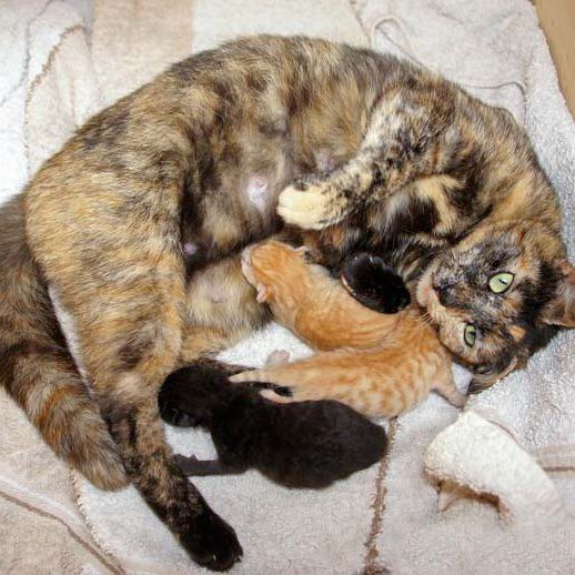 Kätzin Schnute mit ihren 1 Tag alten Kater-Babies Sir Odin (l.), Morgan und Spencer Kätzin Schnute mit ihren 1 Tag alten Kater-Babies Sir Odin (l.), Morgan und Spencer / © 2014 Arche KaNaum (DN)