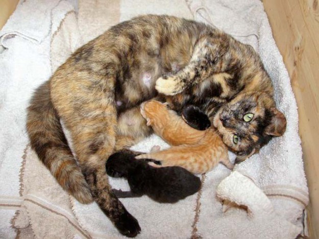 Kätzin Schnute mit ihren 1 Tag alten Kater-Babies Sir Odin (l.), Morgan und Spencer / © 2014 Arche KaNaum (DN)