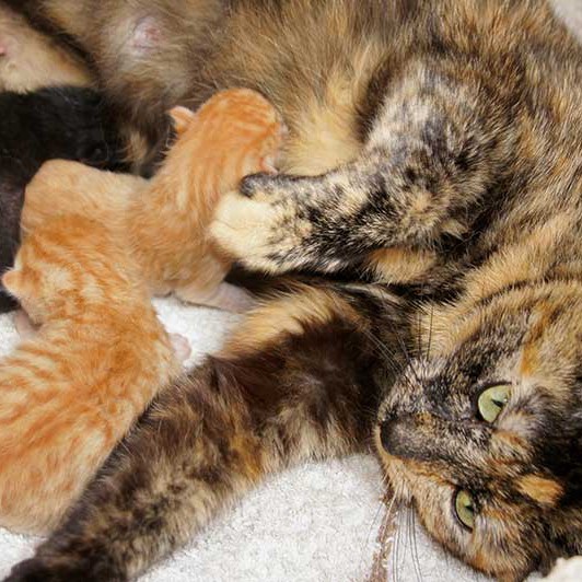 Kätzin Schnute mit ihren 1 Tag alten Kater-Babies Sir Odin (l.), Morgan und Spencer Kätzin Schnute mit ihren 1 Tag alten Kater-Babies Sir Odin (l.), Morgan und Spencer / © 2014 Arche KaNaum (DN)