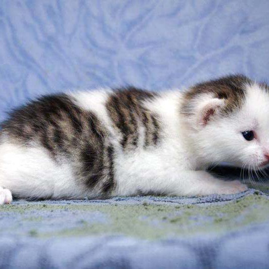 Kätzin Marie Kätzin Marie / © 2014 Arche KaNaum (DN)