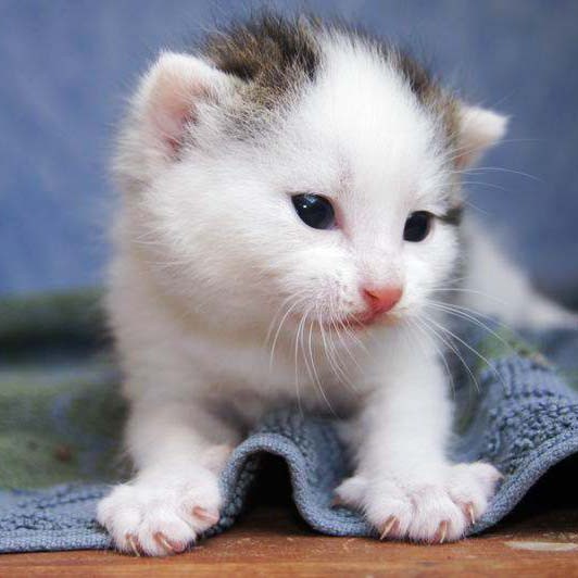 Kätzin Marie Kätzin Marie / © 2014 Arche KaNaum (DN)