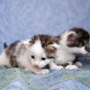 Kätzin Marie (l.) und Kater Henry / © 2014 Arche KaNaum (DN)