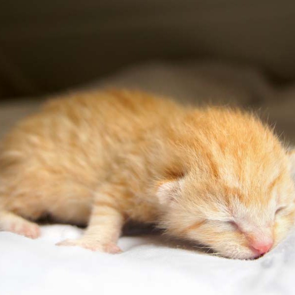 Kater-Baby Morgan bzw. Spencer im Alter von 5 Tagen Kater-Baby Morgan bzw. Spencer im Alter von 5 Tagen / © 2014 Arche KaNaum (DN)