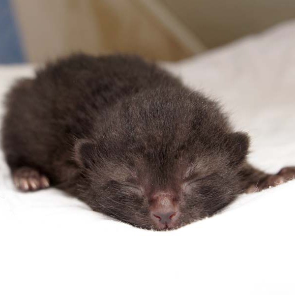 Kater-Baby Sir Odin im Alter von 5 Tagen Kater-Baby Sir Odin im Alter von 5 Tagen / © 2014 Arche KaNaum (DN)