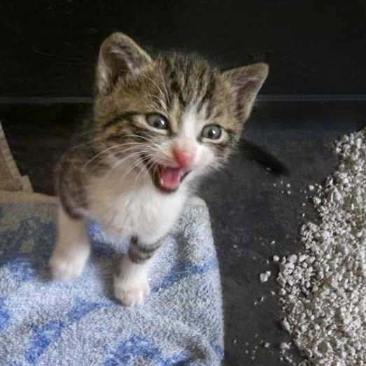 Kater-Baby Pino im Alter von etwa 5 Wochen Kater-Baby Pino im Alter von etwa 5 Wochen / © 2014 Arche KaNaum (DN)