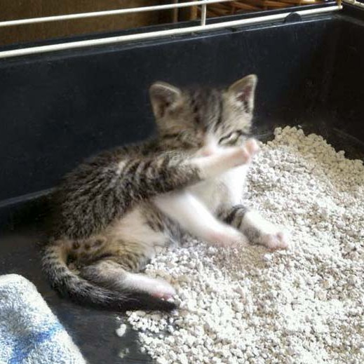 Kater-Baby Pino im Alter von etwa 5 Wochen Kater-Baby Pino im Alter von etwa 5 Wochen / © 2014 Arche KaNaum (DN)