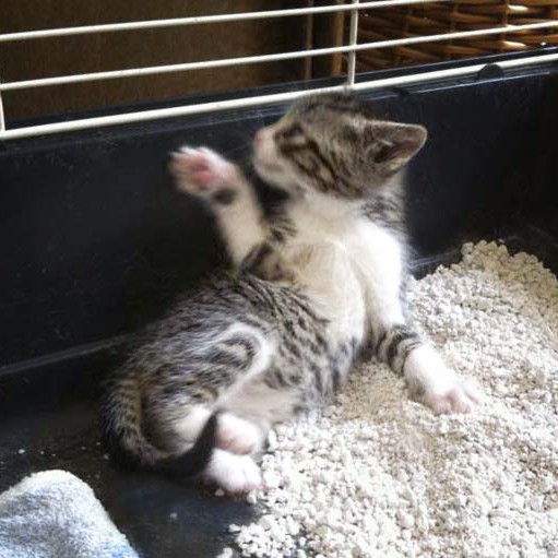 Kater-Baby Pino im Alter von etwa 5 Wochen Kater-Baby Pino im Alter von etwa 5 Wochen / © 2014 Arche KaNaum (DN)