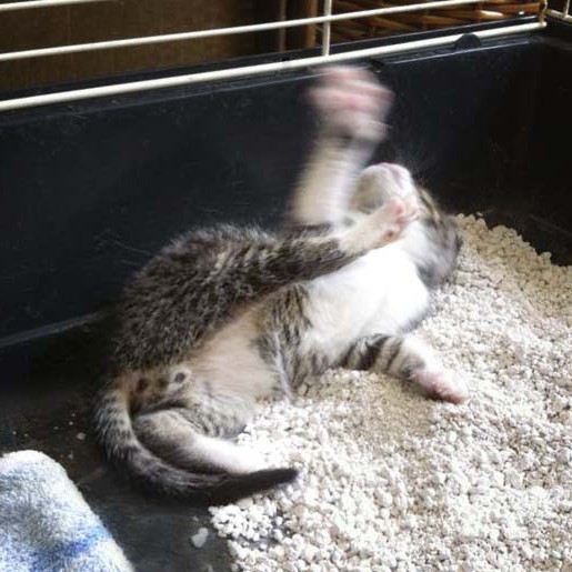 Kater-Baby Pino im Alter von etwa 5 Wochen Kater-Baby Pino im Alter von etwa 5 Wochen / © 2014 Arche KaNaum (DN)