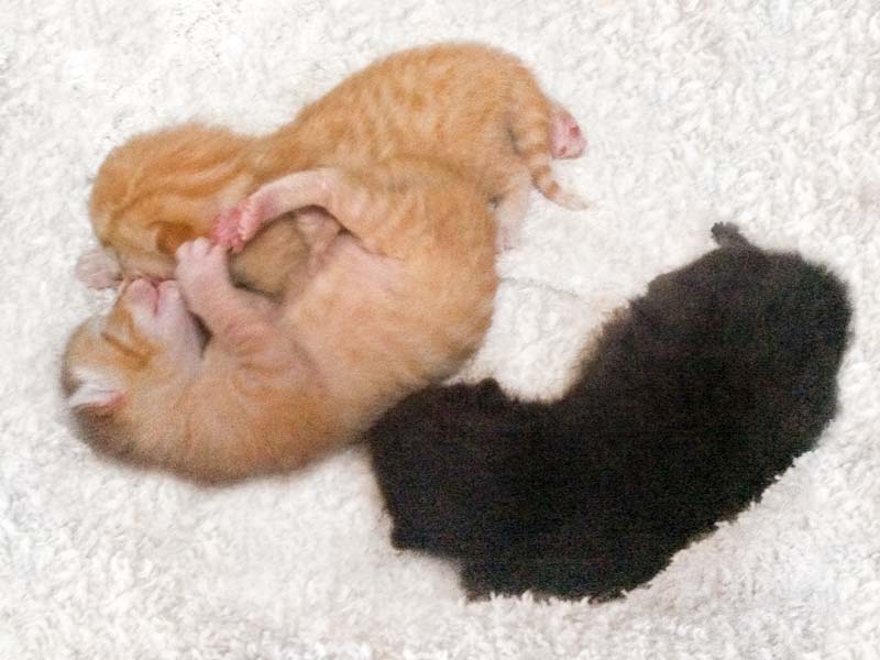 Die Kater-Babies Sir Odin (r.), Morgan und Spencer eine Woche nach ihrer Geburt / © 2014 Arche KaNaum (DN)