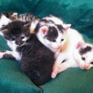 Schnurrchens Babies (v.l.): Marie, Henry, Rudi und Olli / © 2014 Arche KaNaum (DN)