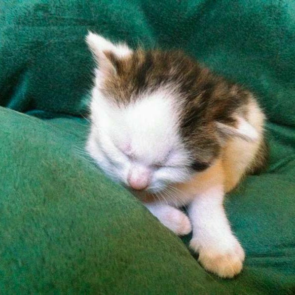 Kätzin Marie Kätzin Marie / © 2014 Arche KaNaum (DN)