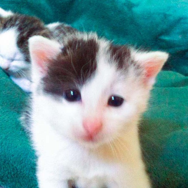 Kater Rudi / © 2014 Arche KaNaum (DN)